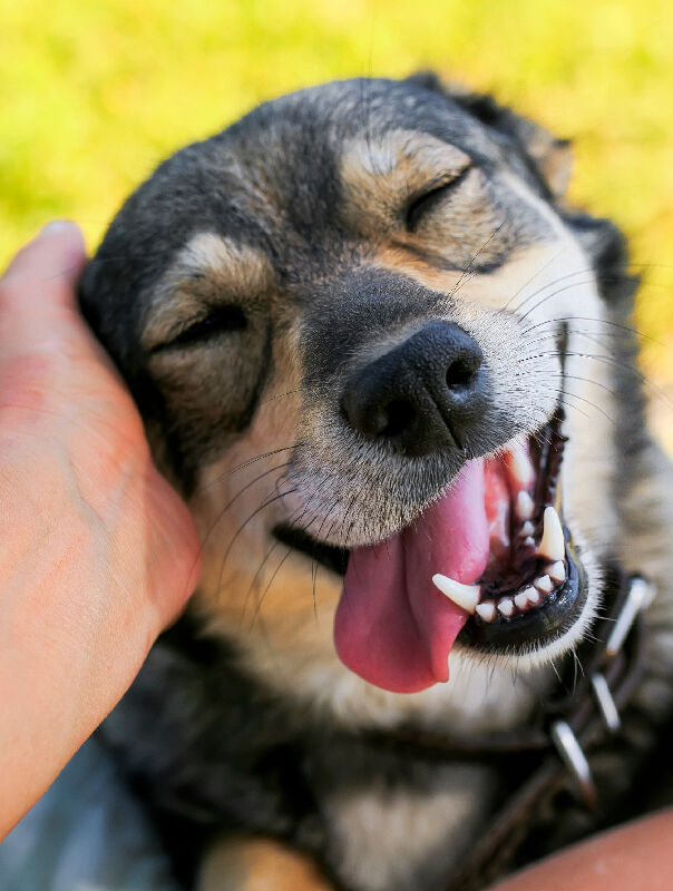 hand holding dog's happy face
